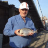 Bream